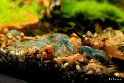 Neocaridina palmata blue pearls