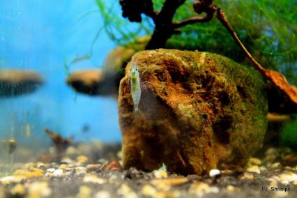 Neocaridina davidi blue jelly