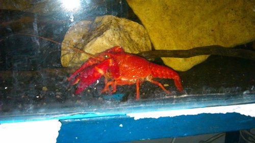 procambarus clarkii marlboro red