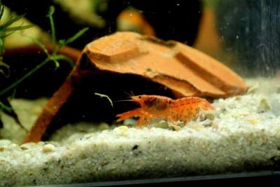 Cambarellus patzcuarensis orange