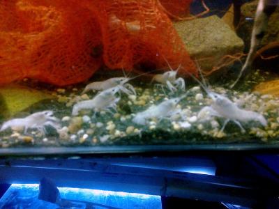 Procambarus clarkii white snow