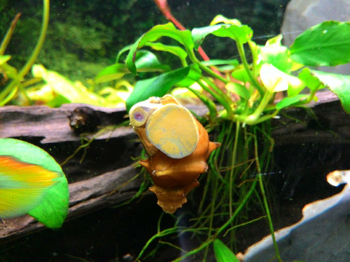 kralovna akvaria - vlastna fotka