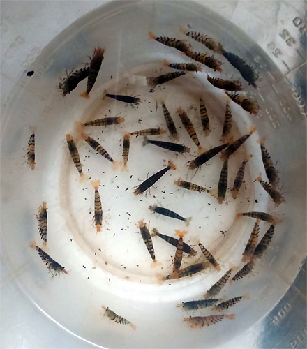 Malo by byt 46 - 47 kusov. Kolko ich je?