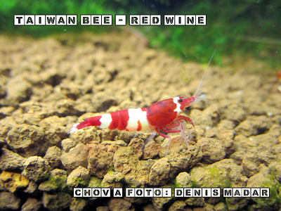 Taiwan-Bee---Red-Wine1.jpg