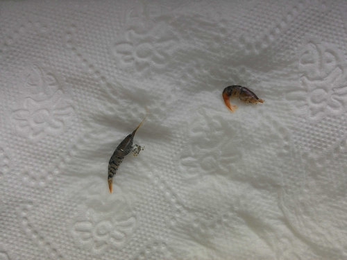 krev 01.jpg (191.81 KiB) 7585 zobrazení napravo krevetka zo vcera, nalavo z dnes rana