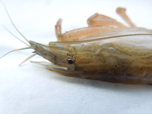 Atyop3.JPG