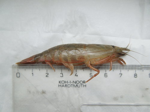 Atyop7.JPG