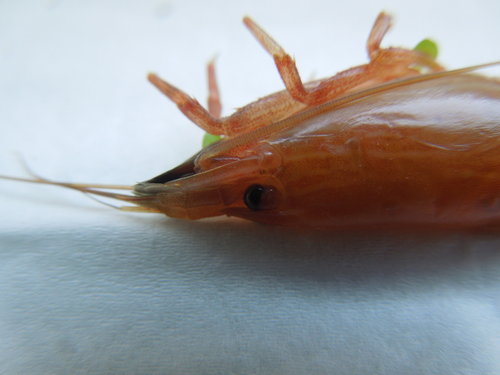 Atyop9.JPG