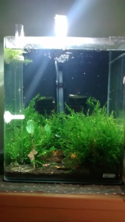 Takto vyzera akvarium dnes