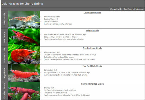 Red Cherry Shrimp Grading.jpg