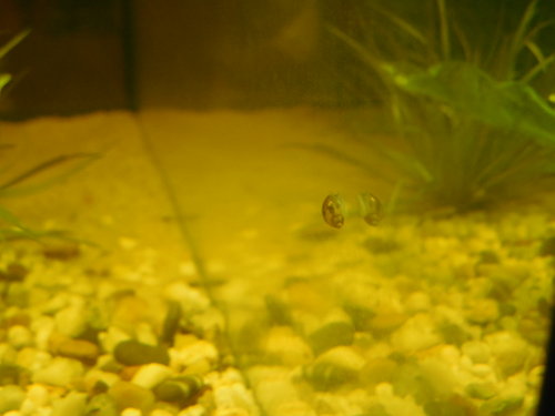DSCN0184.JPG