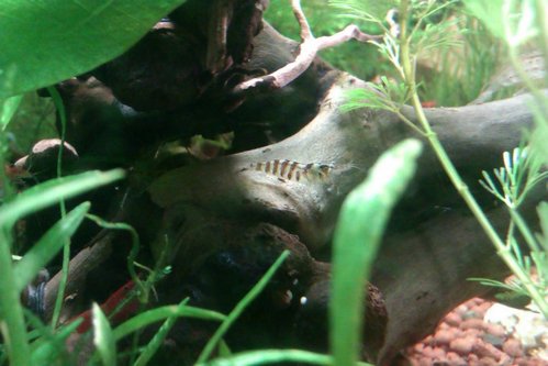 samec babaulty stripe