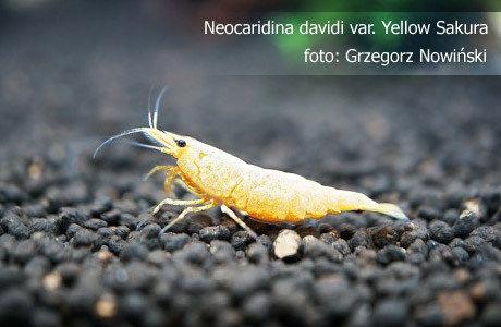 Neocaridina_davidi_Yellow_Sakura.jpg