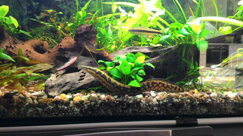 P_20150715_181844.jpg (197.75 KiB) 7806 zobrazení odhadom 18-20 cm