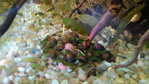 tak vela som ich dlho nevidel na kope