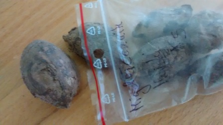 Potrebovat budeme semienka mandlovniku morskeho :)