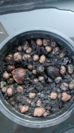 Ked sa semienka dokupali, kveinace som zalial vodou(vstupnou pre crs, co zvysilo z vymeny ale asi je to jedno) a semienka jemne zapichol do substratu
