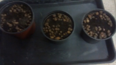 To iste som zopakoval v dalsich dvoch kvetinacoch