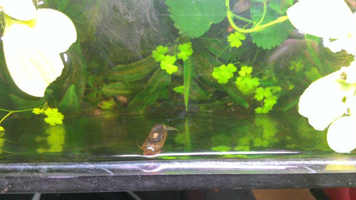 na slimakovi je mlada od zlteho samca