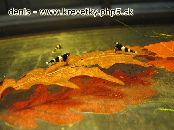 Taiwan Bee - Panda.jpg