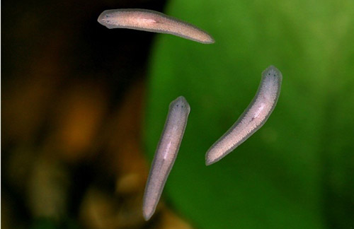 planaria.jpg