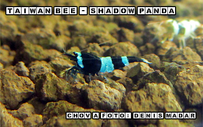 Taiwan-Bee---Shadow-Panda.jpg
